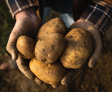 Biologische aardappelen